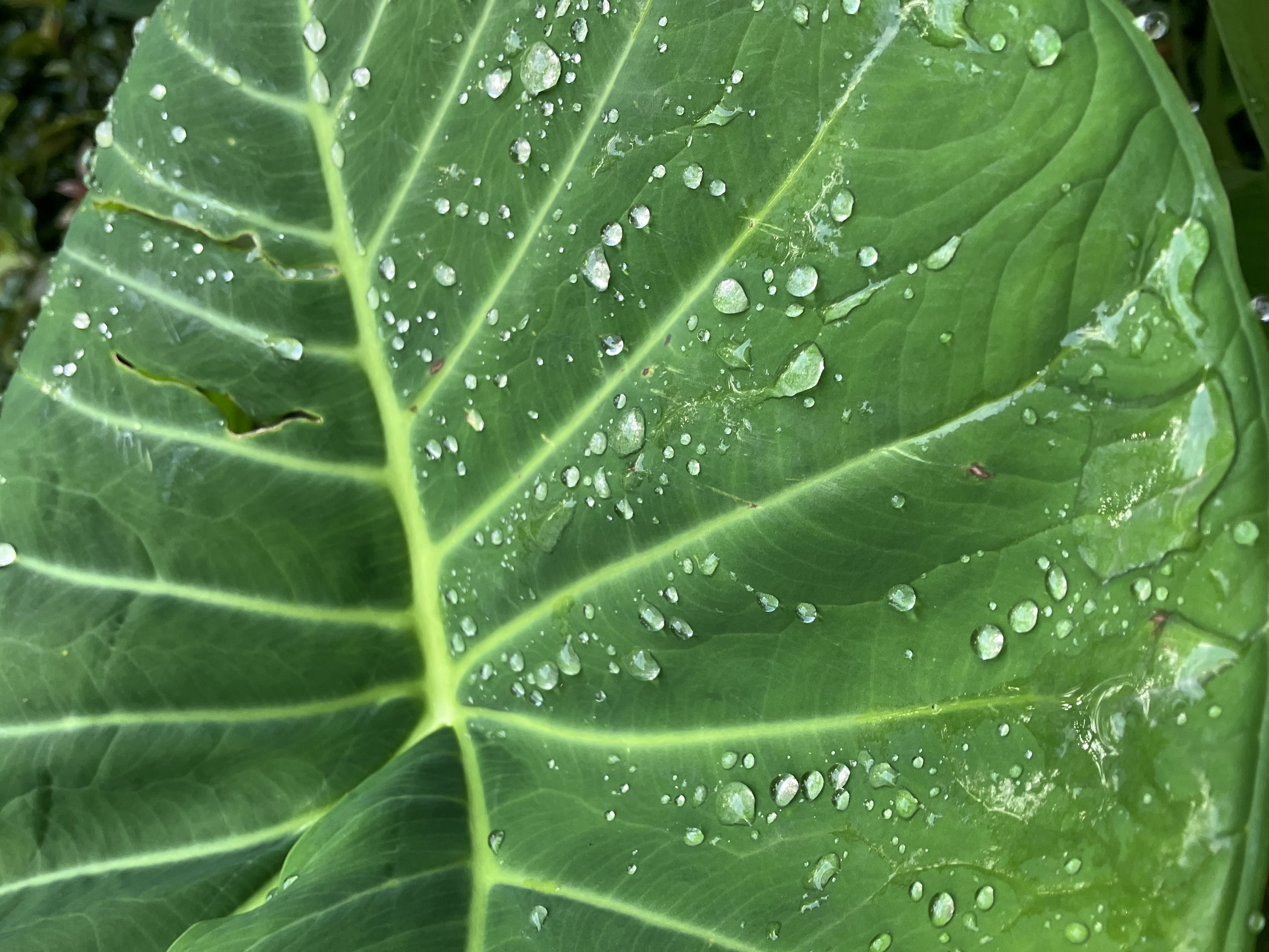 Material research — regenerative materials